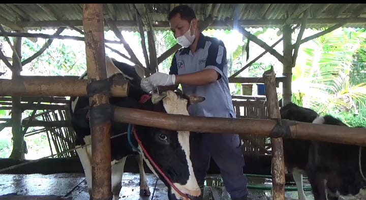 BIAR KEBAL PENYAKIT: Petugas kesehatan hewan menyuntikkan vaksin ke ternak yang ada di wilayah Kecamatan Sumberbaru, Selasa (28/6).