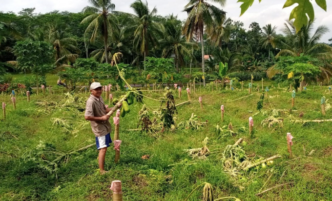 GUNDUL: Ratusan pohon kates milik Totok, warga Desa Karangbayat, Kecamatan Sumberbaru, yang dibabat orang tak dikenal.
