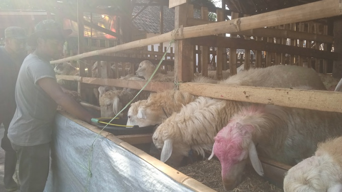 RAWAT KAMBING: Para penjual kambing di Kelurahan Kademangan, Bondowoso, sedang memberi makan ribuan ekor kambingnya. Kambing tersebut dipersiapkan untuk kurban sejak 20 hari sebelum Idul Adha tiba.
