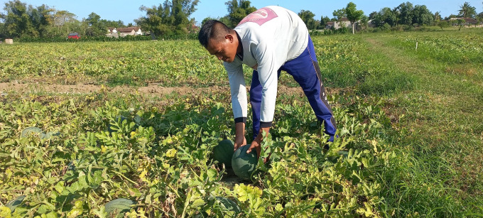 MENGONTROL: Ivan, salah satu petani semangka di Desa Mojomulyo, Kecamatan Puger, sedang mengecek tanaman semangka yang siap panen.