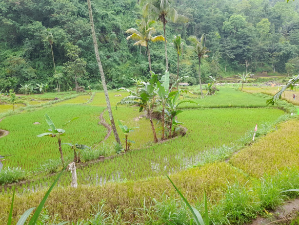 ANTISIPASI: Salah satu petak sawah milik warga yang sedang ditanami padi. Tanaman tersebut dinilai paling mudah terserang hama wereng.