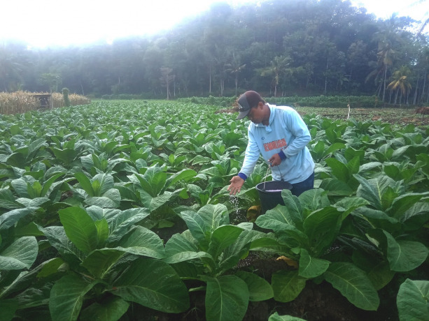 BUDI DAYA: Petani tembakau di Kecamatan Kalisat sedang merawat tanaman tembakaunya. Walau terjadi tren penurunan harga dari tahun ke tahun, tapi petani tembakau optimistis tetap meraup untung.