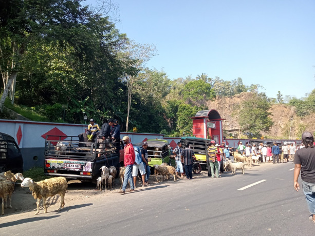 MENANTI PEMBELI: Pedagang hewan yang tetap berjualan hewan ternak kambing di bahu jalan dekat Pasar Hewan Kalisat, kemarin (27/7). Padahal, pasar hewan di seluruh Jember ditutup sementara karena PMK.