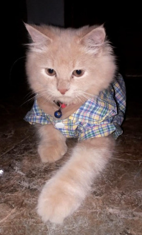 SEHAT LAGI: Poci, kucing yang baru saja sembuh dari penyakit infeksi jamur yang hampir menggerogoti tubuh indahnya itu.