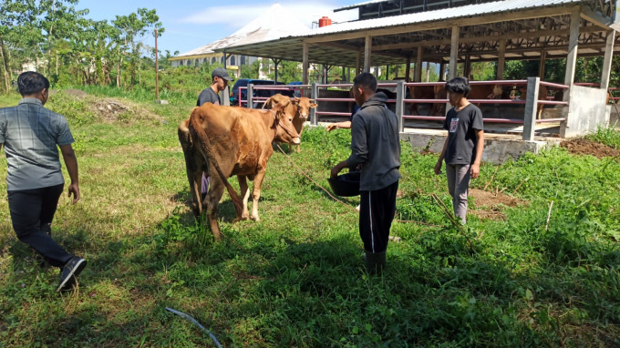 MENAKJUBKAN: Proses penjemuran sapi yang terinfeksi PMK. Dengan metode sederhana, termasuk memakai asam sitrat, bisa menyembuhkan.