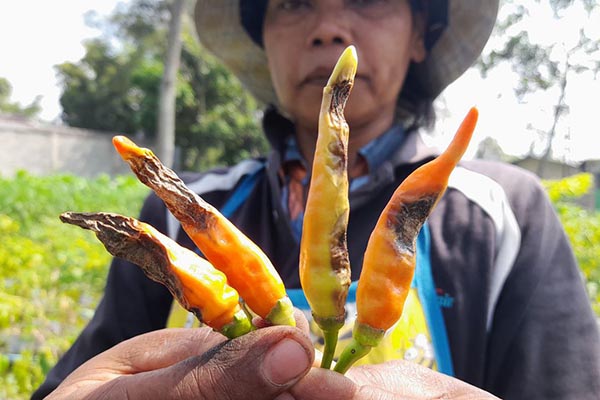 CABAI BUSUK : Salah seorang petani cabai di kawasan Ambulu menunjukkan hasil produksinya yang busuk. Produksi cabai kini amat bergantung dengan kondisi cuaca.