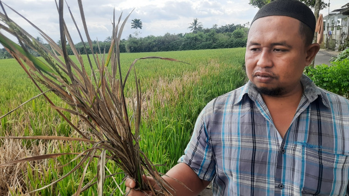 JADI WARNA COKELAT: Bahrul Ulum, salah seorang petani padi di Desa/Kecamatan Mumbulsari, ketika menunjukkan tanaman padinya yang diserang hama wereng.