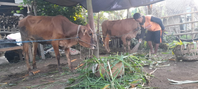 JAGA KEBERSIHAN KANDANG: Salah seorang peternak di Kecamatan Panti ketika merawat hewan ternaknya. Kini, obat herbal racikan bisa jadi alternatif penanganan sapi yang terjangkit PMK.