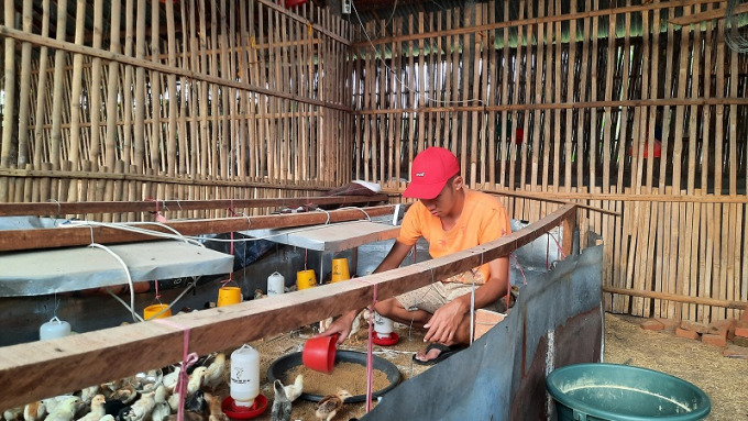 PERAWATAN: Aditya memberi pakan ayam kampung ternakannya di Desa Kraton, Kecamatan Kencong.