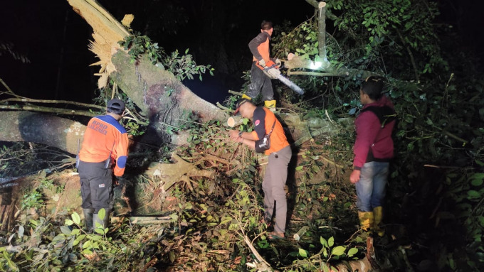 KERJA KERAS: Tim BPBD Jember dibantu relawan dan anggota polisi memotong pohon beringin yang tumbang hingga menghalangi jalan di jalur Gumitir, Desa Sidomulyo, Kecamatan Silo.