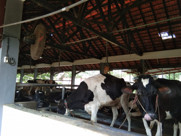 JANGAN AMBIL RISIKO: Sapi menjadi hewan yang rentan terpapar PMK. Sebagai hewan kurban, lembu yang terjangkit PMK boleh dikurbankan, asal masih bergejala ringan.