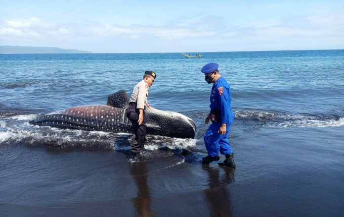 SUDAH MATI: Kondisi hiu tutul yang terdampar di Pantai Desa Kepanjen, Kecamatan Gumukmas, Jember, Kamis (14/7).