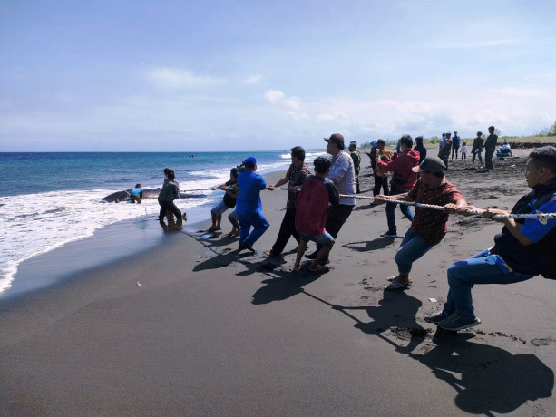GOTONG ROYONG: Petugas bersama nelayan lokal bersama-sama mengevakuasi bangkai hiu tutul yang terdampar di Pantai Nyamplung Kobong, Dusun Jeni, Desa Kepanjen, Kecamatan Gumukmas, Jember, Kamis (14/7).