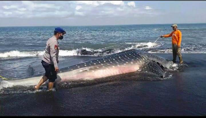 MENEPI: Hiu tutul saat ditemukan oleh nelayan dan selanjutnya dicek oleh kepolisian di Pantai Jeni atau Nyamplong, Desa Kepanjen, Kecamatan Gumukmas, Senin pagi (29/8) kemarin.