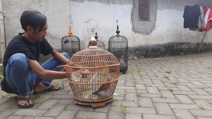 CEK KONDISI: Mubarok sedang memberikan pakan untuk burung perkutut kesayangannya.