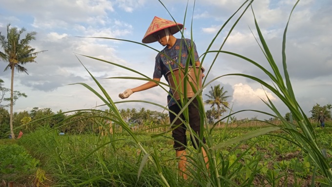NELANGSA: Petani asal Desa Gunung Anyar, Kecamatan Tapen, Bondowoso, sedang menaburkan sisa pupuk pada rumput untuk pakan sapinya. 