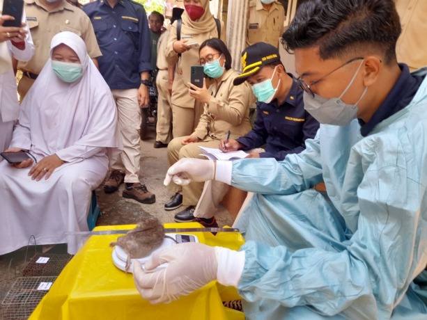 AMBIL SAMPEL: Petugas medis tengah melakukan pembedahan untuk mengambil ginjal tikus yang berada di Desa Tarum, Kecamatan Prajekan. Satu warga di desa tersebut diduga mengalami gejala yang sama seperti leptospirosis.