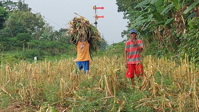 DIBERSIHKAN: Sejumlah pekerja memanen lebih awal tanaman jagung yang berada di dekat perlintasan kereta api tanpa palang pintu di Desa Sumberlesung, Ledokombo. Di sinilah tiga nyawa korban melayang akibat tertabrak kereta api.