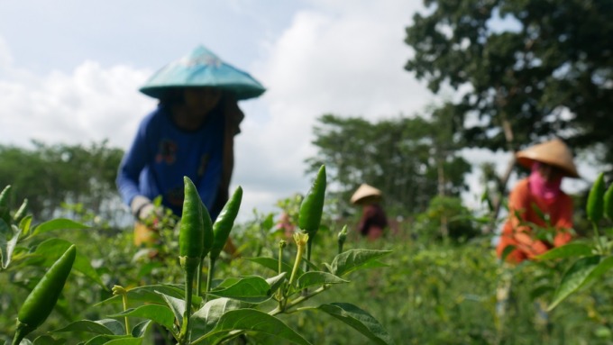 DIPANEN: Sejumlah petani Kunir Lor, Kecamatan Kunir, memanen cabai hijau di sawah. Sejak panen, harga cabai mulai menurun.