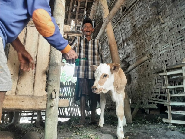 BERBEDA: Sapi jantan yang dirawat Jumali, warga Tempeh Lor, Kecamatan Tempeh, ini lahir dengan tiga kaki. Hal itu membuat masyarakat sekitar tertarik untuk melihatnya.