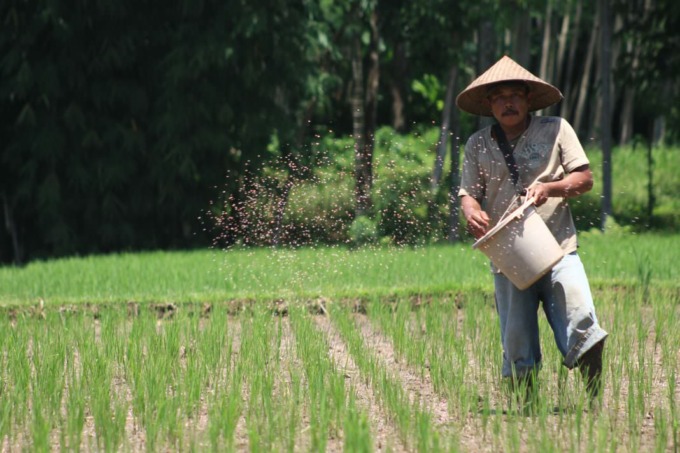 BERTANI: Petani tengah melakukan pemupukan. Kondisi pupuk subsidi di Bondowoso yang banyak persoalan membuat DPRD Bondowoso membentuk pansus.