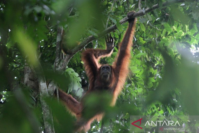 Caption Foto :  Ilustrasi - Orang utan Sumatra (Pongo abelii) liar bergelantungan di dahan pohon di Stasiun Riset Soraya Kawasan Ekosistem Leuser (KEL), Aceh, Sabtu (20/6/2020).