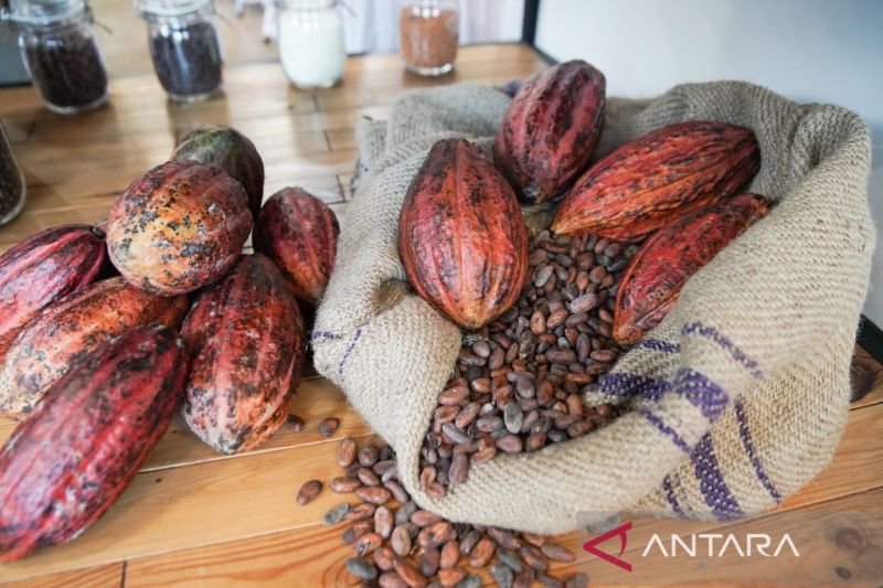 Biji cokelat yang dipamerkan di Barry Callebaut Studio, Bandung, Kamis (15/9/2022)