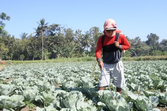 KERJA: Petani menyemprotkan obat untuk mencegah hama tanaman.