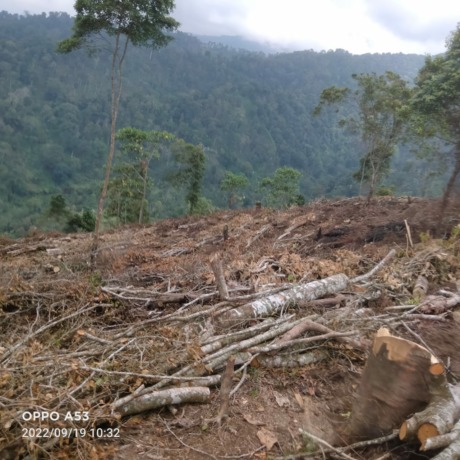 DITEBANG: Sejumlah pohon di hutan cadangan Ketajek dalam kondisi roboh bekas penebangan oleh oknum tidak bertanggung jawab.