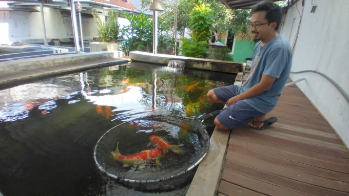 BISNIS MENGUNTUNGKAN: Uki, 40, menunjukkan ikan koi peliharaannya di Casablanca Koi Farm yang berukuran cukup besar, belum lama ini.
