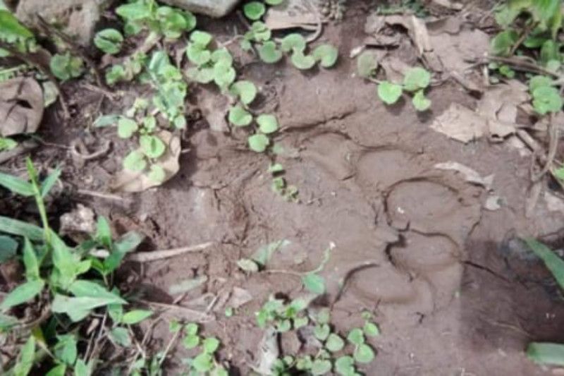 Caption Foto :  Jejak harimau sumatera yang ditemukan di kebun warga Kampar Hulu, Kabupaten Kampar, Provinsi Riau, belum lama ini.