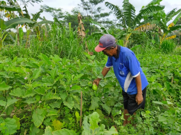 MAKIN TERHIMPIT: Petani di Kecamatan Arjasa, Jember, memanen tanaman sayur. Kebijakan pemerintah membatasi alokasi pupuk subsidi dan menaikkan harga BBM, dinilai menambah derita para petani.