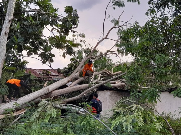 DIBERSIHKAN: Petugas TRC BPBD Bondowoso memotong pohon yang menimpa rumah warga di Desa Sekarputih, Kecamatan Tegalampel.