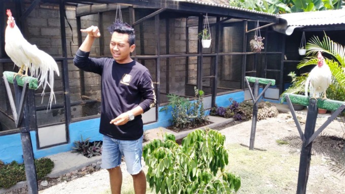UNGGAS CANTIK : Sauqi Kharisma, 28, pembudidaya ayam hias di Jenggawah, Jember, menunjukkan salah satu koleksinya yaitu ayam ekor panjang jenis onagadori dari Jepang, Senin (26/9).