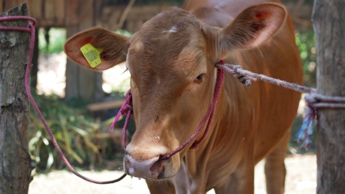 PUNYA ANTING: Seekor sapi yang sudah dipasang anting dengan kartu. Pemkab Lumajang menarget ratusan ribu sapi dan kerbau bakal dilabeli anting.