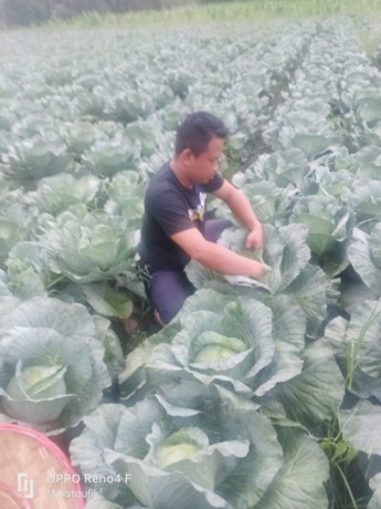 NELANGSA: Tanaman sayur kubis milik petani asal Kecamatan Jelbuk dibiarkan dan tidak dipanen. Sebab, harga jual tidak sebanding dengan biaya perawatan.