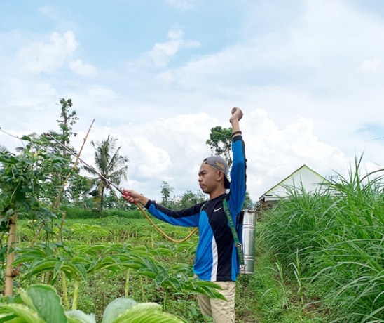 DIRAWAT: Petani melakukan perawatan tanaman di lahan pertaniannya. Meski memiliki banyak lahan pertanian, Bondowoso juga harus mengantisipasi krisis pangan dunia.