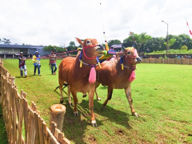 MEMUKAU: Bupati Hendy saat meninjau lapangan yang dipakai lomba karapan sapi tradisional di Desa Tanggul Wetan, Kecamatan Tanggul. Event yang melestarikan budaya itu juga berdampak pada UMKM.