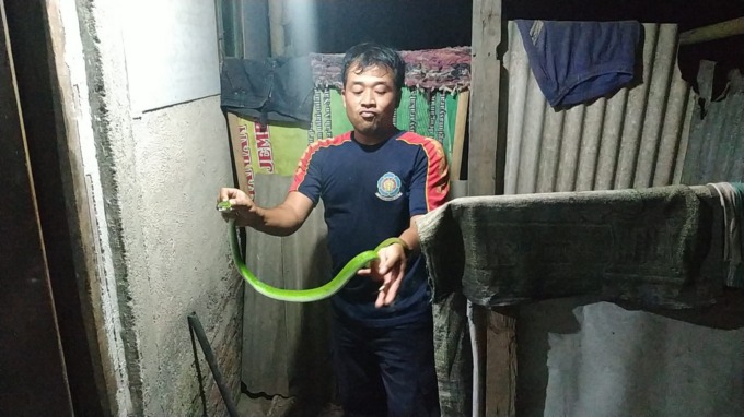 EVAKUASI: Petugas Damkar Jember menangkap ular di rumah warga. Masyarakat diminta untuk waspada akan kemunculan ular.