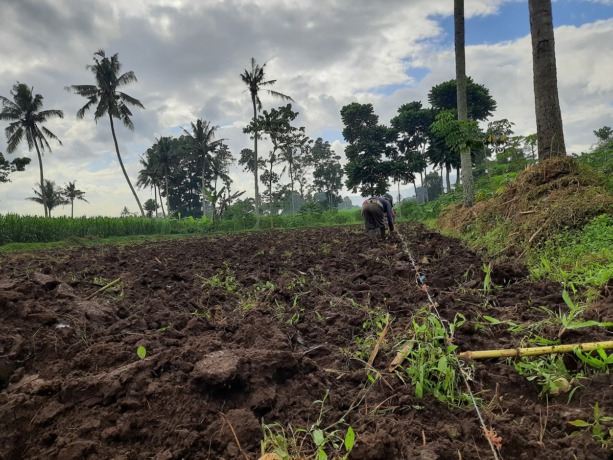 GANTI BIBIT: Beberapa petani di Desa/Kecamatan Mumbulsari kini lebih memilih menanam jagung dan pepaya ketimbang padi. Hal itu untuk menghindari kerugian akibat cuaca buruk dalam beberapa pekan ke depan.