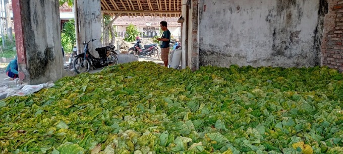 BARU DIPANEN: Tembakau petani yang masih menjadi salah satu pemasok keuangan negara melalui pajak cukai atau pajak tembakau. Namun, ketika ada pembagian dana hasil cukai tersebut, jatah untuk petani terlihat masih cekak.