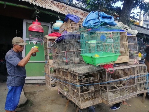 BERI USULAN: Aktivitas pedagang burung di Pasar Burung Desa Tegalsari, Kecamatan Ambulu. Mereka ingin pemerintah memperhatikan Pasar Burung.