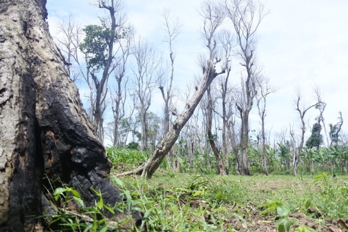 PEMBALAKAN LIAR: Sejumlah pohon jati di Hutan Ungkalan, Desa Sabrang, Kecamatan Ambulu, rusak karena pembalakan liar.