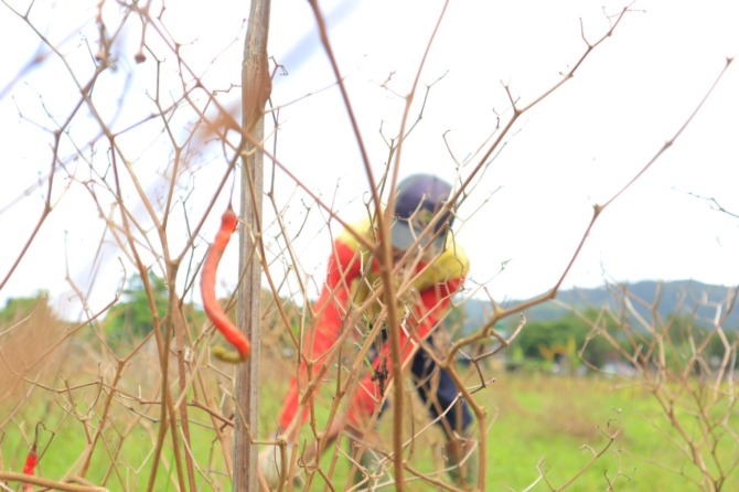 Petani cabai di Kabupaten Pacitan terlihat sedang mencabuti tanaman setelah mati terendam banjir, sehingga petani terpaksa gigit jari tidak menikmati hasil panenan
