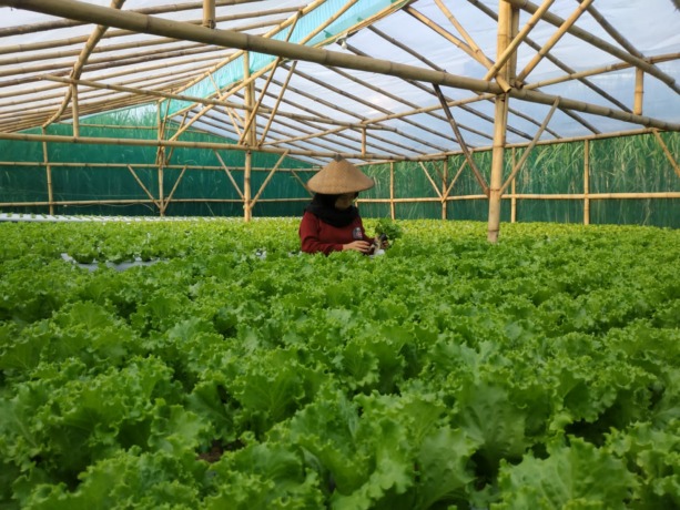 PANEN: Petani hidroponik di Lumajang mulai memanen tanamannya setiap hari untuk memenuhi permintaan konsumen yang cukup banyak selama musim hujan.