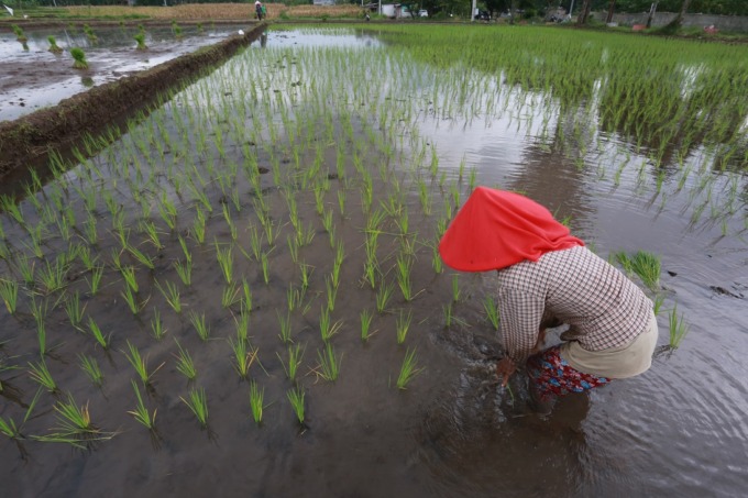 PAHLAWAN PANGAN: Petani menanam padi di sawah yang ada di Kelurahan Kebonsari, Kecamatan Sumbersari, kemarin (14/11).