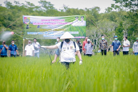 RAWAT PADI: Bupati Jember Hendy Siswanto saat turun ke lahan pertanian padi. Pada tahun 2023, Bupati Hendy berkomitmen akan konsentrasi tingkatkan pertanian Jember.