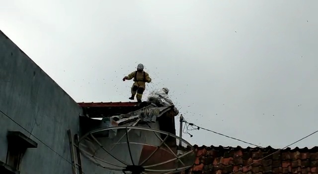 BERBAHAYA: Dua personel pemadam kebakaran ketika mengevakuasi sarang tawon liar di genting rumah warga.