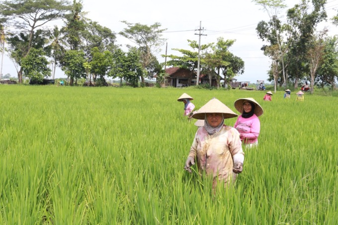 KERJA KERAS: Buruh tani menyiangi tanaman padi di Desa Klompangan, Kecamatan Ajung.