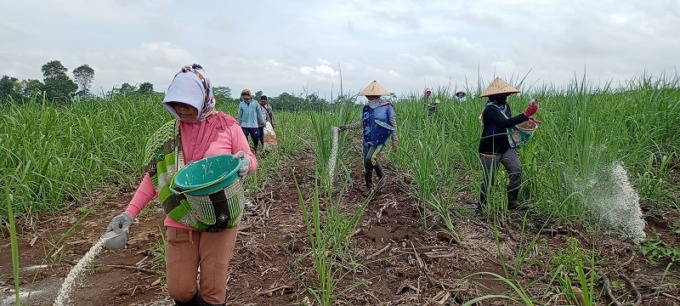TERUS BEKERJA: Sejumlah petani menabur pupuk di lahan tebu.